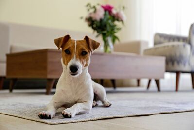 pet owners' guide to selling a home