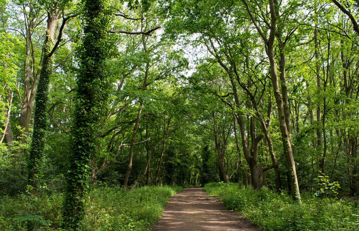 Raynes Park woods